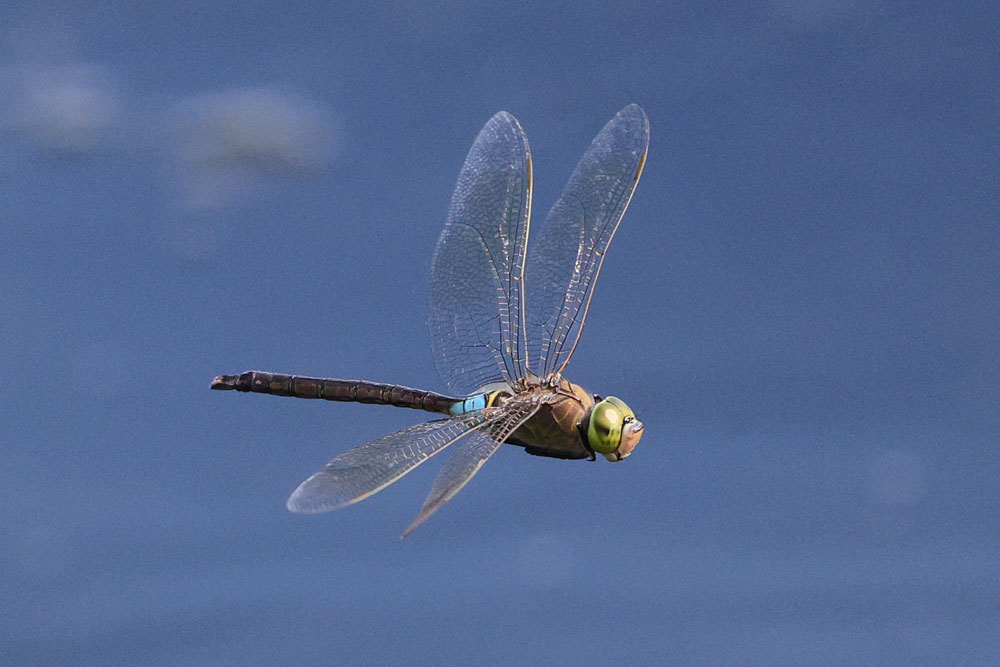 Anax_parthenope